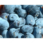 Blaubeere (Lonicera caerulea) BOREALIS®