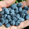 Zemolez (Lonicera caerulea) BOREALIS®