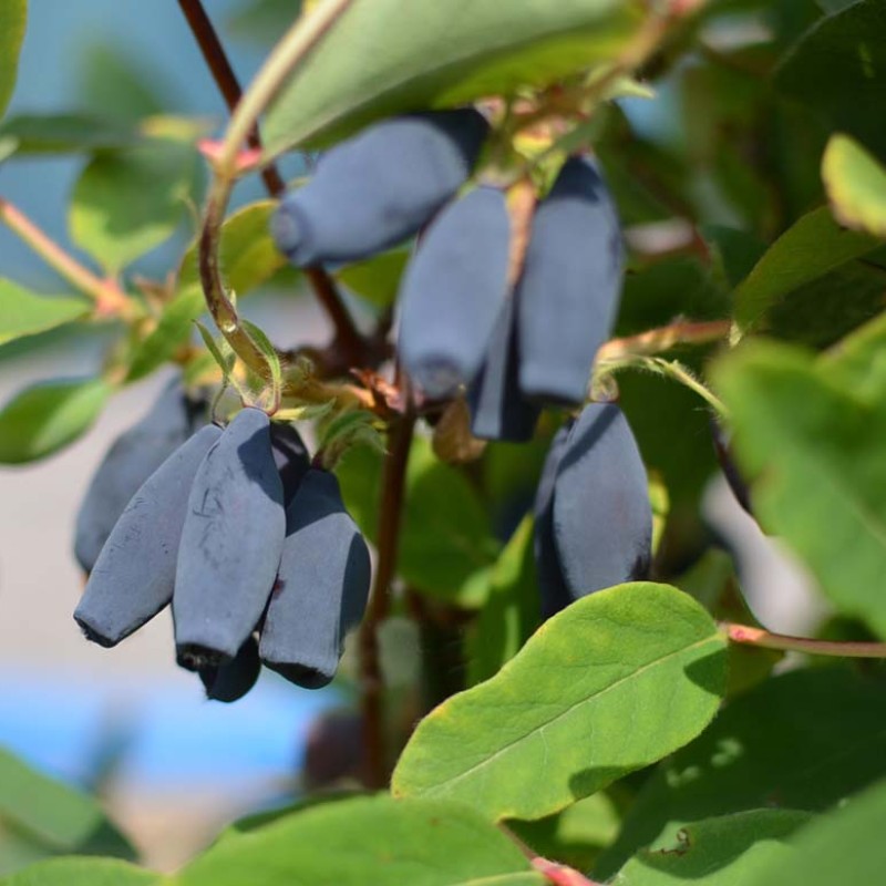 Zemolez (Lonicera caerulea) EISBÄR®