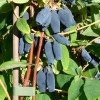 Honeysuckle-Haskap (Lonicera caerulea) JUGANA®