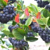 Arónia čiernoplodá (Aronia melanocarpa) NERO