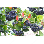 Black Chokeberry (Aronia melanocarpa) NERO