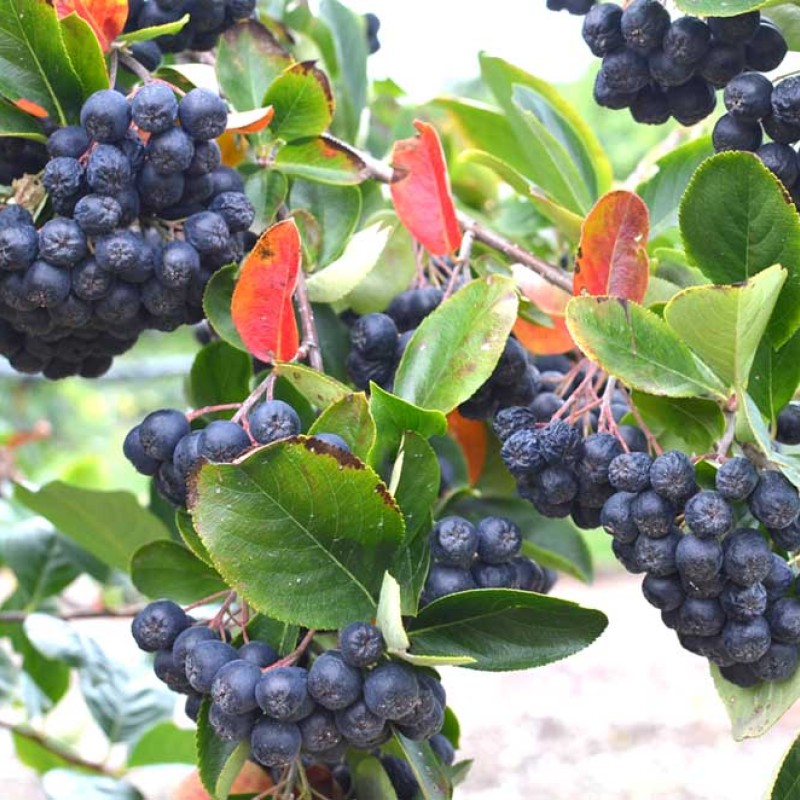 Arónia čiernoplodá (Aronia melanocarpa) NERO