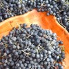 Arónia čiernoplodá (Aronia melanocarpa) NERO
