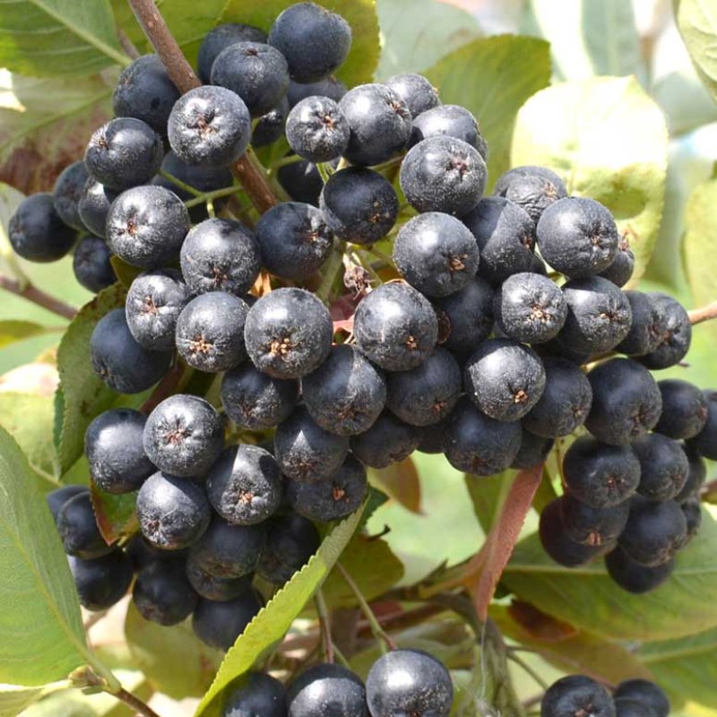 Arónia čiernoplodá (Aronia melanocarpa) VIKING