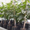Pawpaw (Asimina triloba) REBECCAS GOLD