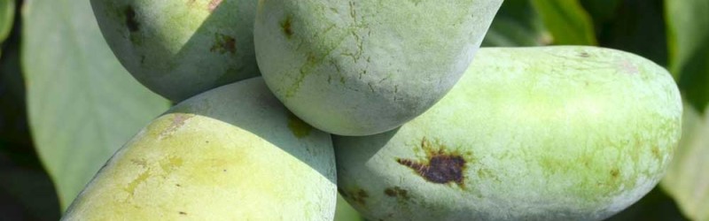 Pawpaw - Experiences with experimental cultivation in Germany
