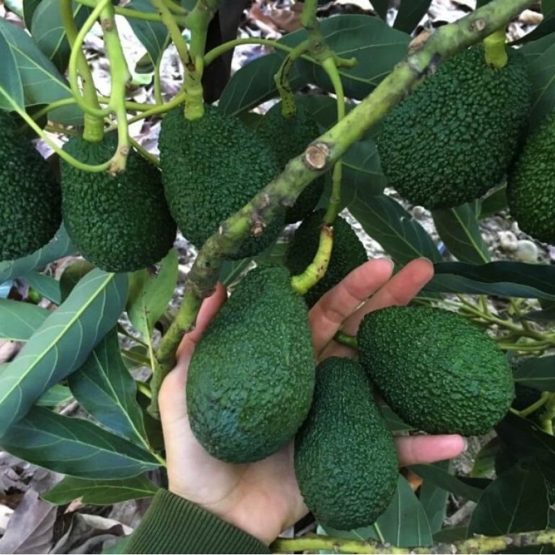 Avocado (Persea americana) HASS