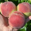 Broskyňa (Prunus persica) AMSDEN
