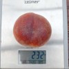 Peach (Prunus persica) AVALON PRIDE