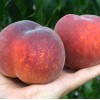 Peach (Prunus persica) AVALON PRIDE