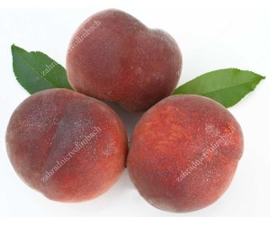 Peach and Nectarine Trees