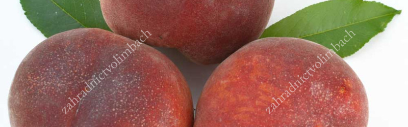 Peaches and Nectarines Ripening Chart