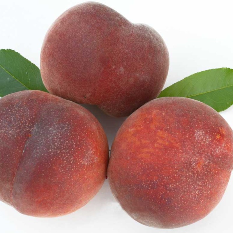 Peach (Prunus persica) AVALON PRIDE