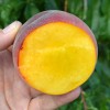 Peach (Prunus persica) AVALON PRIDE