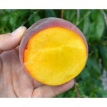 Peach (Prunus persica) AVALON PRIDE