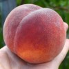 Peach (Prunus persica) AVALON PRIDE