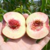 Peach (Prunus persica) BENEDICTE