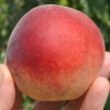 Peach (Prunus persica) BENEDICTE