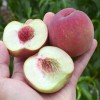 Peach (Prunus persica) BENEDICTE