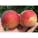 Peach (Prunus persica) BENEDICTE