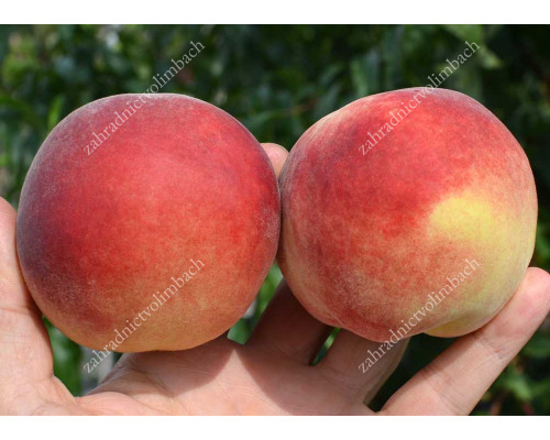 Peach (Prunus persica) BENEDICTE