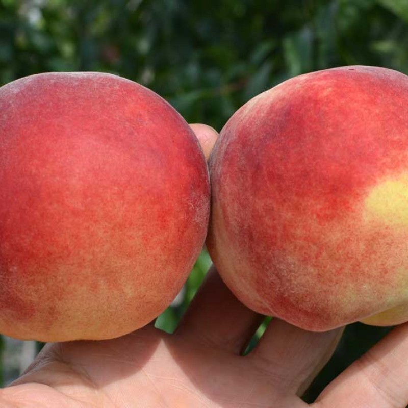 Peach (Prunus persica) BENEDICTE