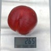 Nectarine (Prunus persica var. nucipersica) BIG TOP