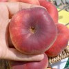 Flat Donut Peach (Prunus persica) FILIP
