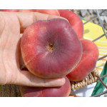 Teller-Pfirsich (Prunus persica) FILIP