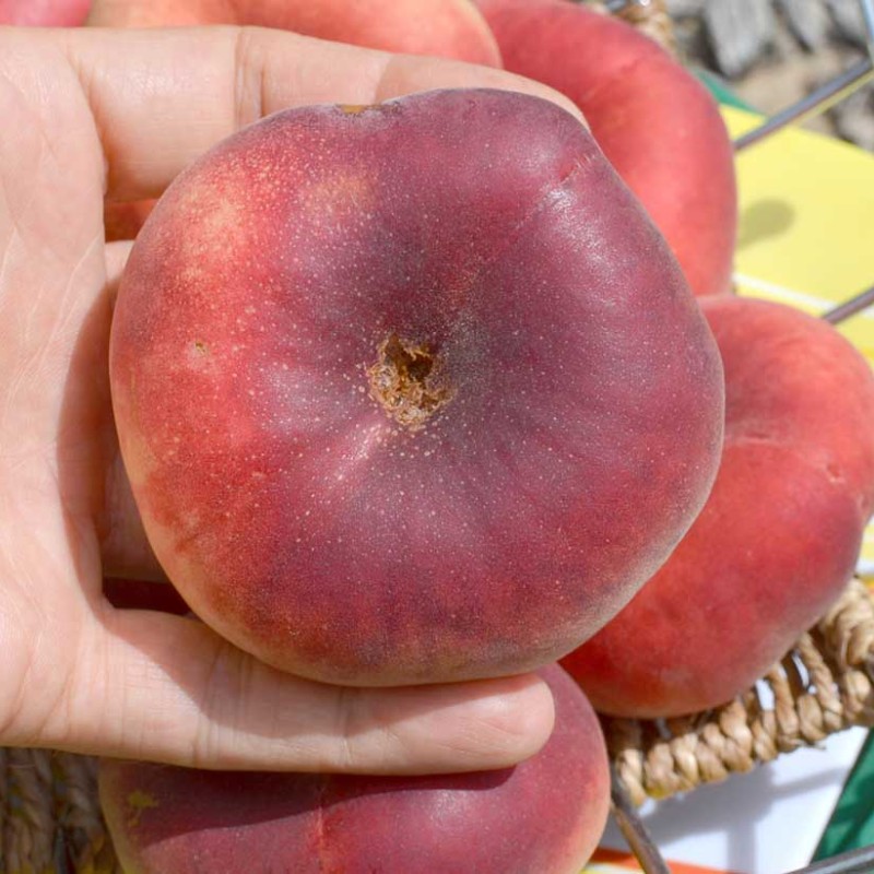 Flat Donut Peach (Prunus persica) FILIP