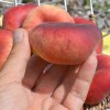 Flat Donut Peach (Prunus persica) FILIP