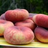Flat Donut Peach (Prunus persica) FILIP