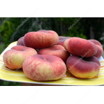 Flat Peach (Prunus persica) FILIP