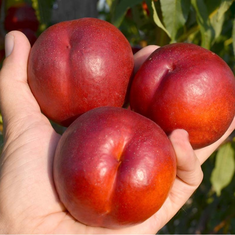 Nektarine (Prunus persica var. nucipersica) FLAVOURTOP