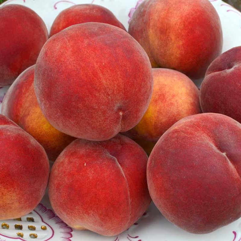 Pfirsich (Prunus persica) HARNAS