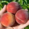 Pfirsich (Prunus persica) HARNAS