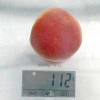 Pfirsich (Prunus persica) HARNAS