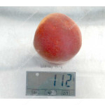 Pfirsich (Prunus persica) HARNAS
