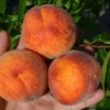 Peach (Prunus persica) HARROW BEAUTY