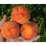 Pfirsich (Prunus persica) HARROW BEAUTY