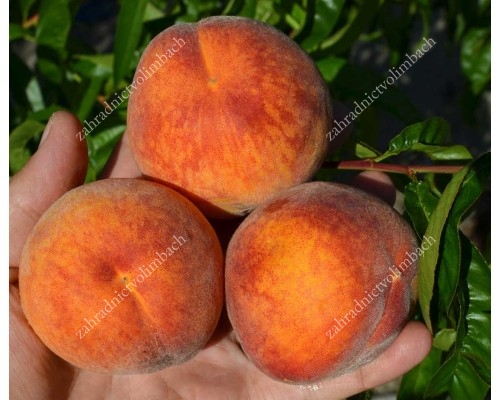 Broskyňa (Prunus persica) HARROW BEAUTY