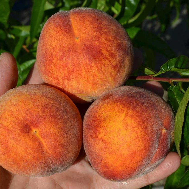 Peach (Prunus persica) HARROW BEAUTY