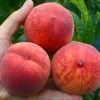 Peach (Prunus persica) HARROW BEAUTY