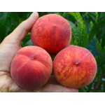 Peach (Prunus persica) HARROW BEAUTY