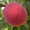 Broskyňa (Prunus persica) INKA