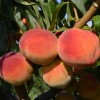 Broskyňa (Prunus persica) INKA