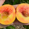 Broskyňa (Prunus persica) INKA