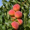Broskyňa (Prunus persica) INKA