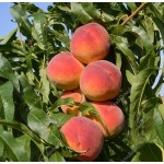 Peach (Prunus persica) INKA